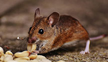 24 Hour & Emergency Exterminators in East Smithfield, PA